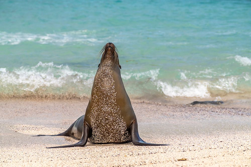Ecuador-Galapagos National Park-Espanola Island. Sea lion on beach. art print by Jaynes Gallery for $57.95 CAD
