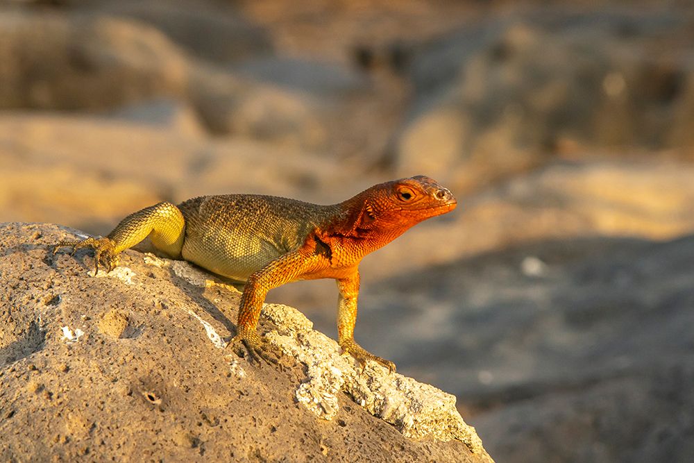 Ecuador-Galapagos National Park-Espanola Island. Close-up of lava lizard. art print by Jaynes Gallery for $57.95 CAD