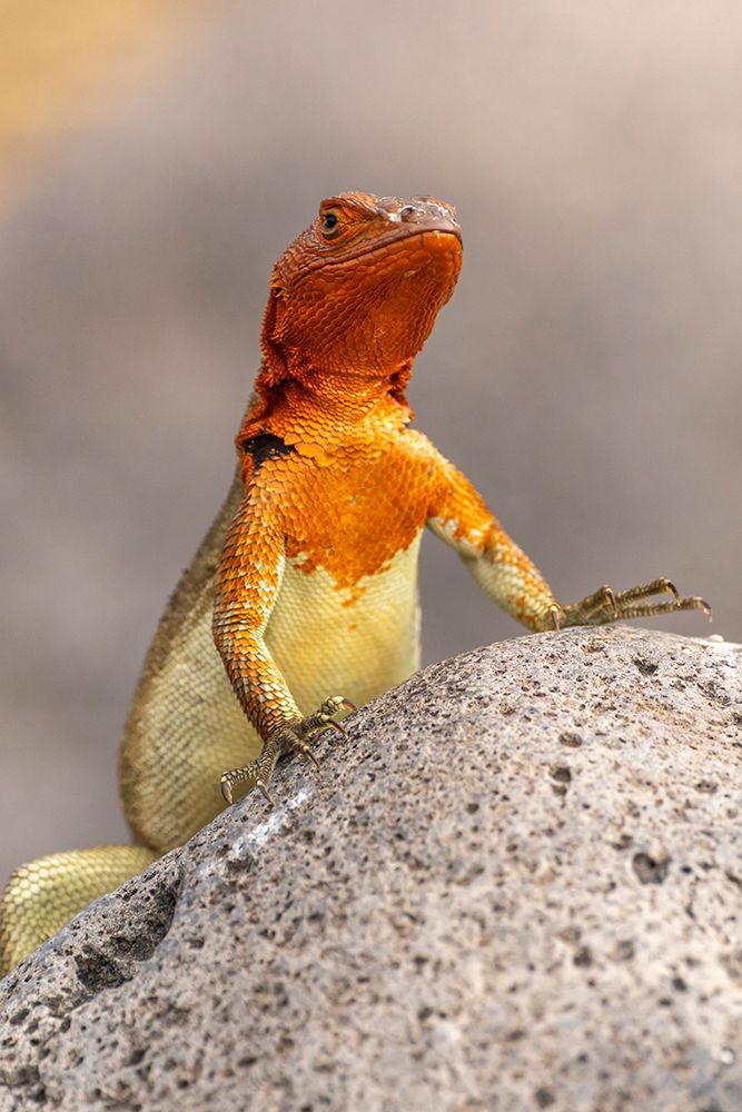 Ecuador-Galapagos National Park-Espanola Island. Close-up of lava lizard. art print by Jaynes Gallery for $57.95 CAD