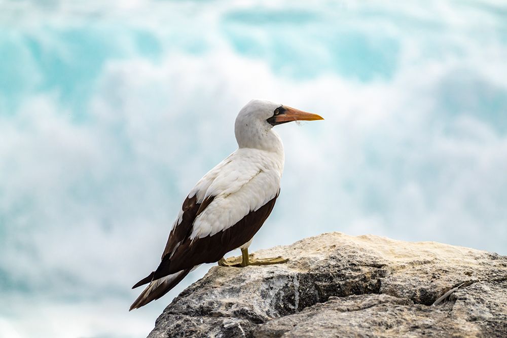 Ecuador-Galapagos National Park. Nazca booby close-up. art print by Jaynes Gallery for $57.95 CAD
