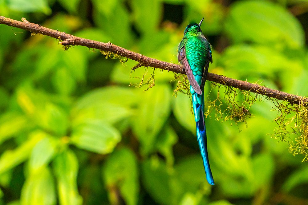 Ecuador-Guango. Long-tailed sylph hummingbird close-up. art print by Jaynes Gallery for $57.95 CAD