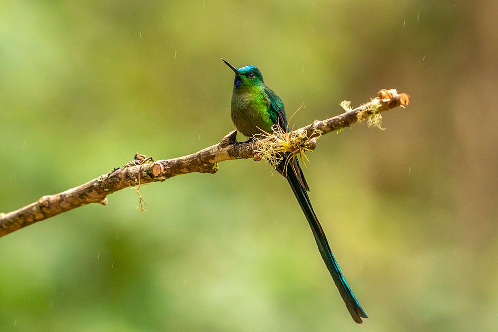 Ecuador-Guango. Long-tailed sylph hummingbird close-up. art print by Jaynes Gallery for $57.95 CAD