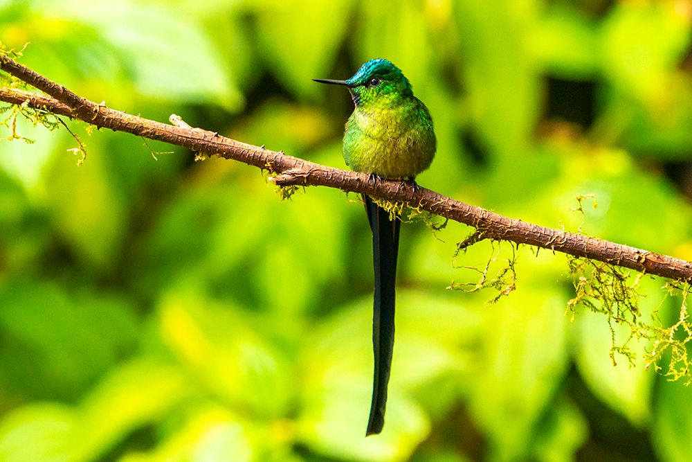 Ecuador-Guango. Long-tailed sylph hummingbird close-up. art print by Jaynes Gallery for $57.95 CAD