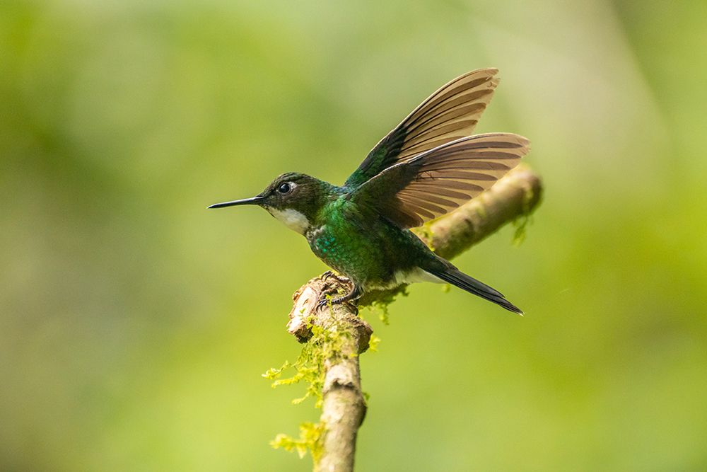 Ecuador-Guango. Tourmaline sunangel hummingbird close-up. art print by Jaynes Gallery for $57.95 CAD