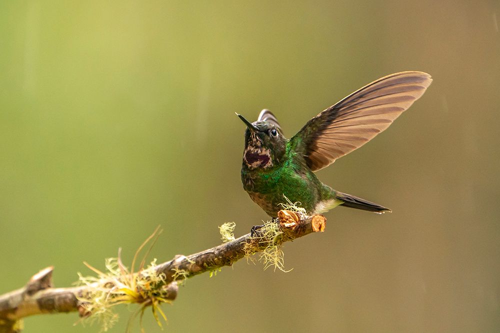 Ecuador-Guango. Tourmaline sunangel hummingbird close-up. art print by Jaynes Gallery for $57.95 CAD