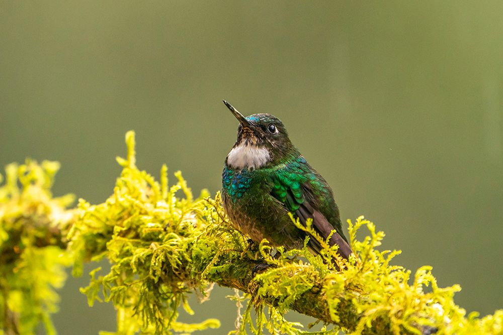 Ecuador-Guango. Tourmaline sunangel hummingbird close-up. art print by Jaynes Gallery for $57.95 CAD