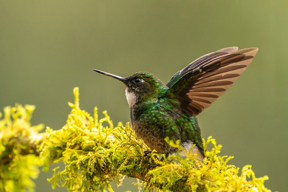 Ecuador-Guango. Tourmaline sunangel hummingbird close-up. art print by Jaynes Gallery for $57.95 CAD