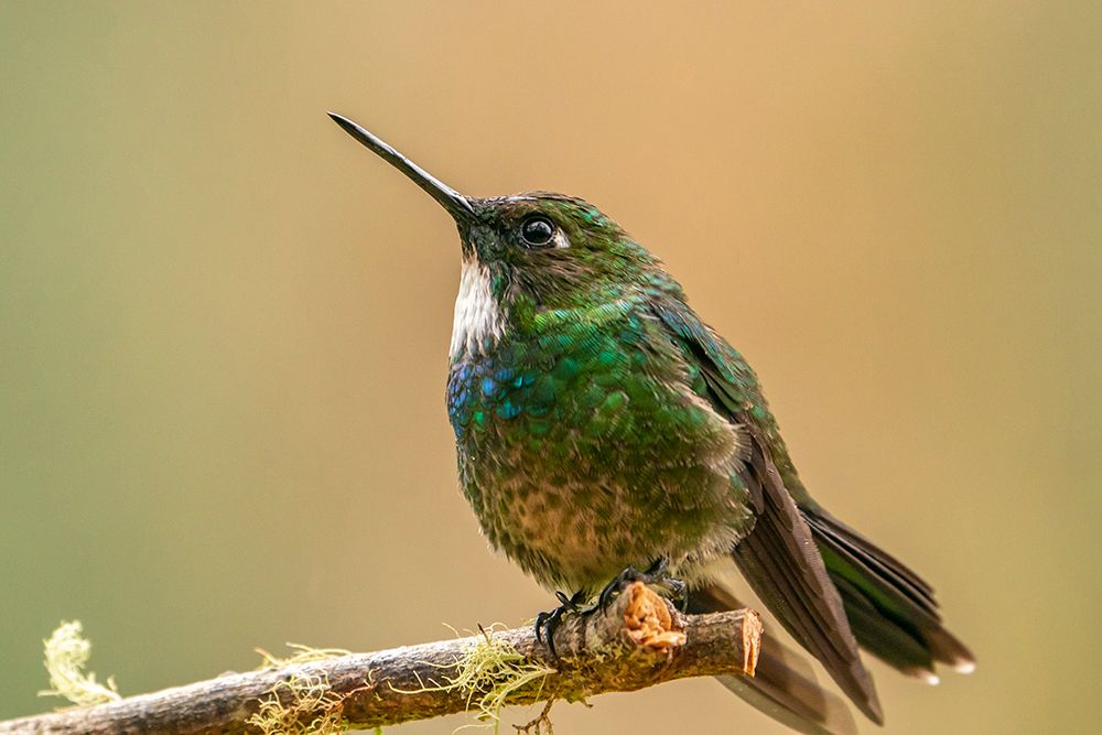 Ecuador-Guango. Tourmaline sunangel hummingbird close-up. art print by Jaynes Gallery for $57.95 CAD