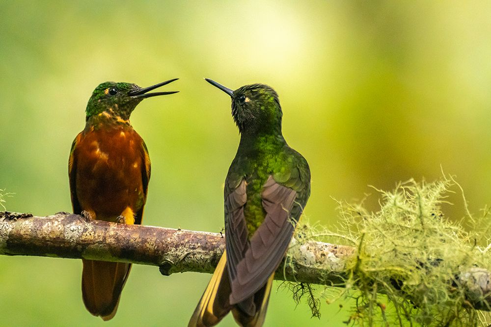 Ecuador-Guango. Chestnut-breasted coronet hummingbirds close-up. art print by Jaynes Gallery for $57.95 CAD