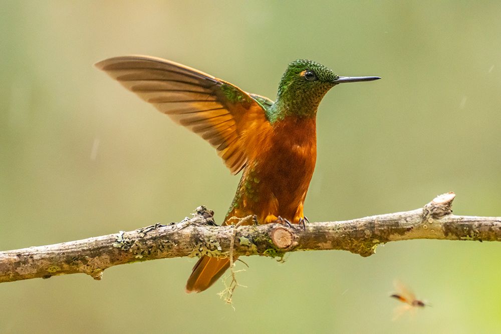 Ecuador-Guango. Chestnut-breasted coronet hummingbird close-up. art print by Jaynes Gallery for $57.95 CAD