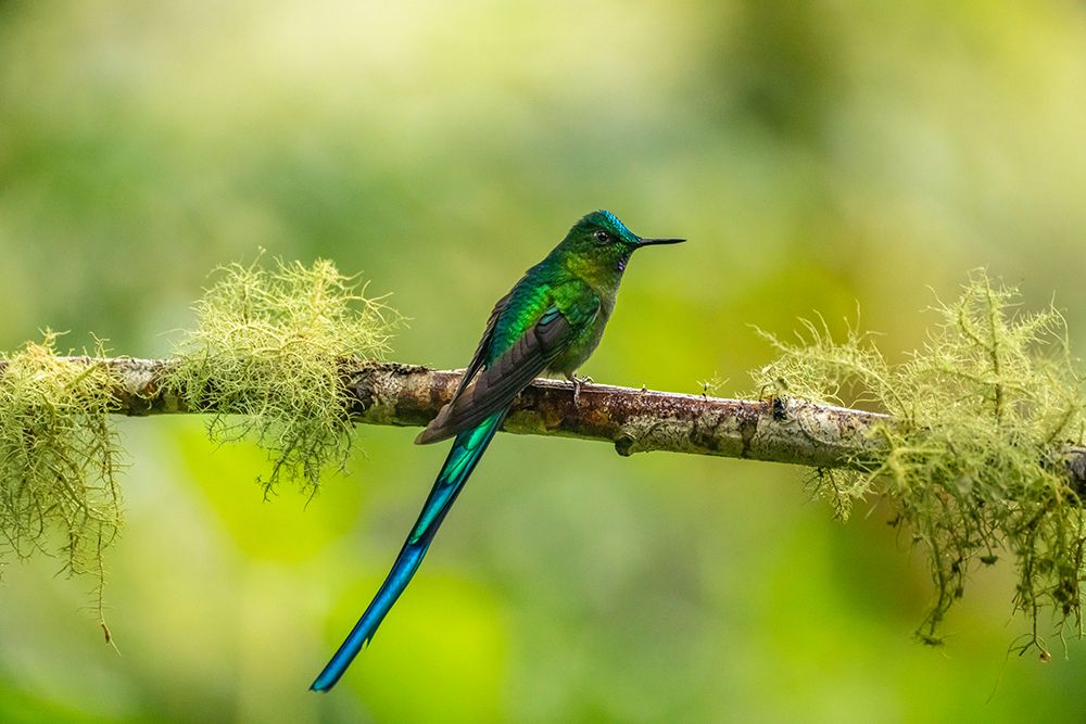 Ecuador-Guango. Long-tailed sylph hummingbird close-up. art print by Jaynes Gallery for $57.95 CAD