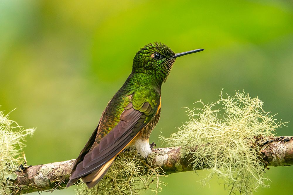 Ecuador-Guango. Buff-tailed coronet hummingbird close-up. art print by Jaynes Gallery for $57.95 CAD