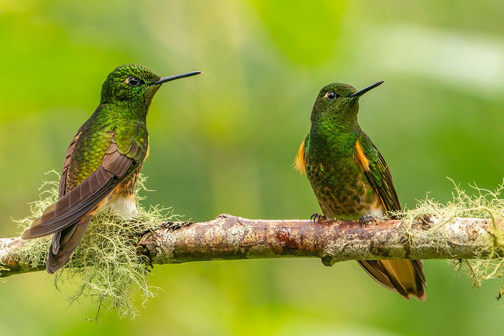 Ecuador-Guango. Buff-tailed coronet hummingbirds close-up. art print by Jaynes Gallery for $57.95 CAD