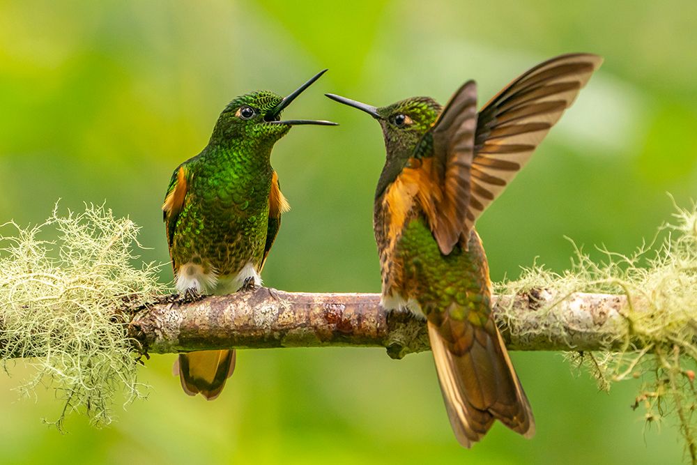 Ecuador-Guango. Buff-tailed coronet hummingbirds fighting. art print by Jaynes Gallery for $57.95 CAD
