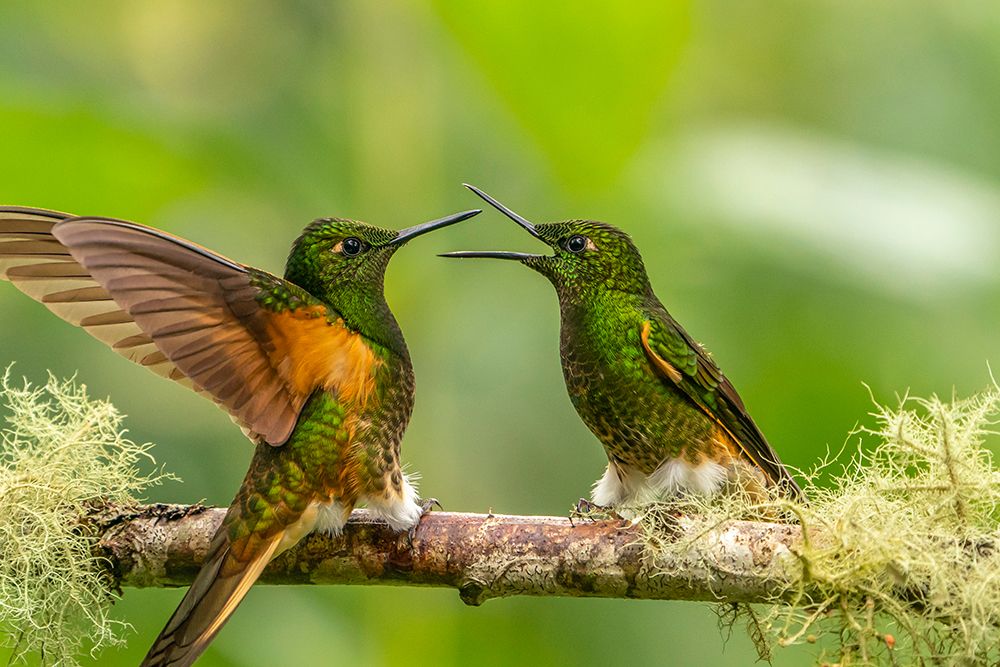 Ecuador-Guango. Buff-tailed coronet hummingbirds fighting. art print by Jaynes Gallery for $57.95 CAD