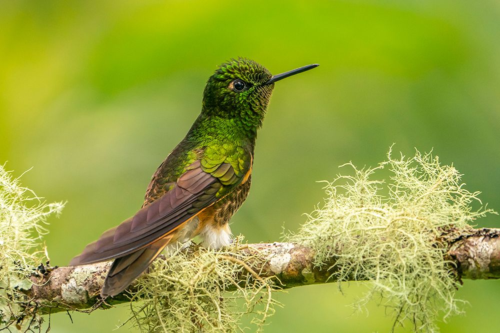 Ecuador-Guango. Buff-tailed coronet hummingbird close-up. art print by Jaynes Gallery for $57.95 CAD