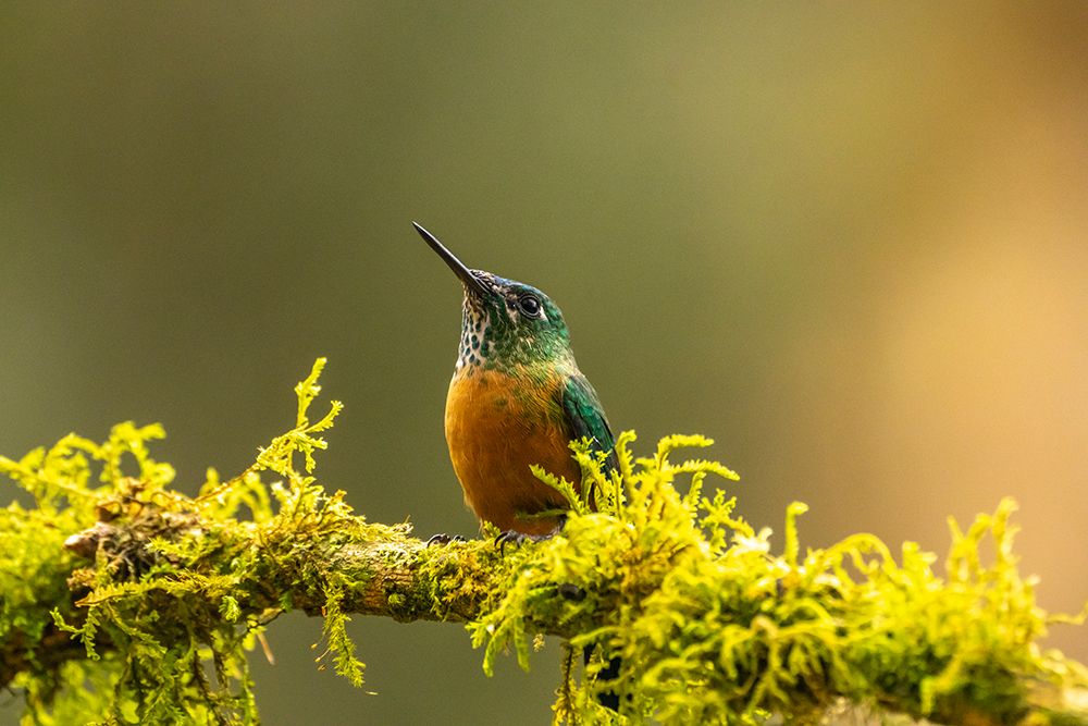 Ecuador-Guango. Long-tailed sylph hummingbird female on limb. art print by Jaynes Gallery for $57.95 CAD