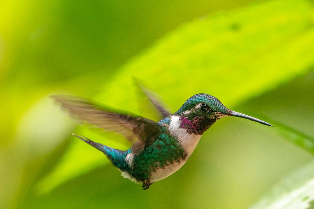 Ecuador-Guango. White-bellied woodstar hummingbird in flight. art print by Jaynes Gallery for $57.95 CAD