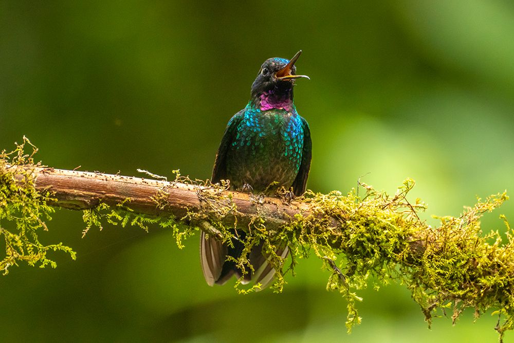 Ecuador-Guango. Tourmaline sunangel hummingbird close-up. art print by Jaynes Gallery for $57.95 CAD