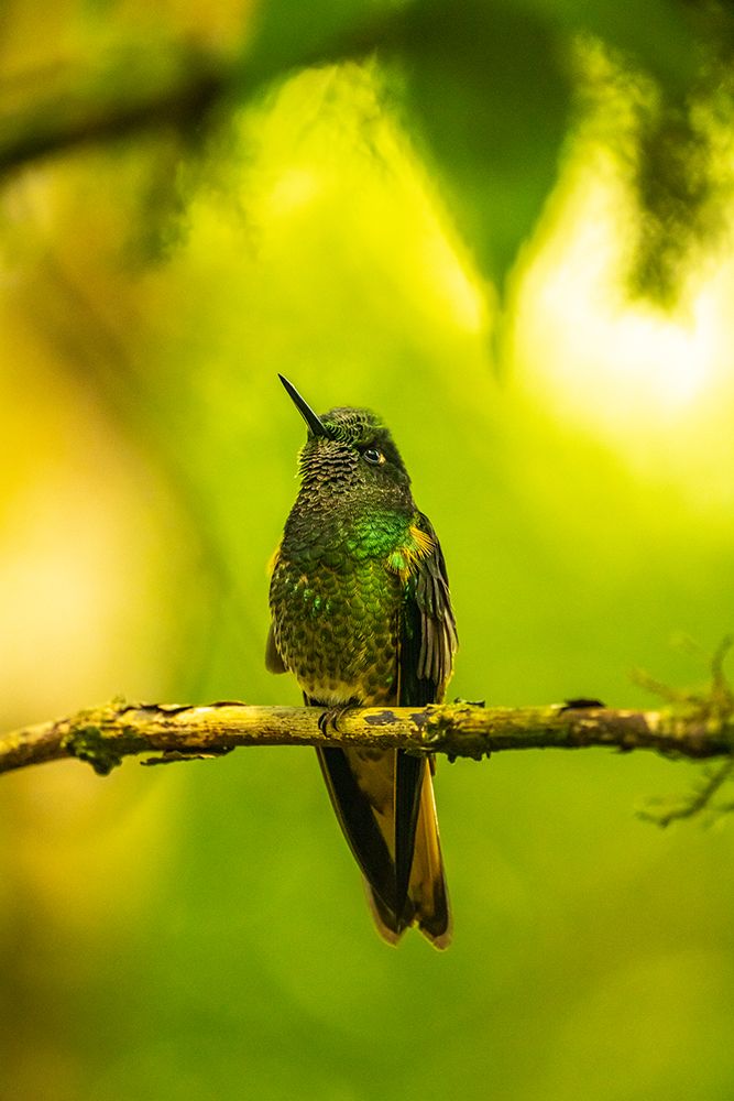 Ecuador-Guango. Buff-tailed coronet hummingbird close-up. art print by Jaynes Gallery for $57.95 CAD