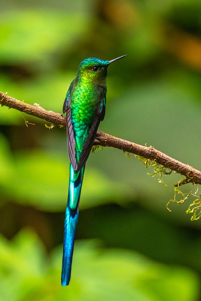 Ecuador-Guango. Long-tailed sylph hummingbird close-up. art print by Jaynes Gallery for $57.95 CAD