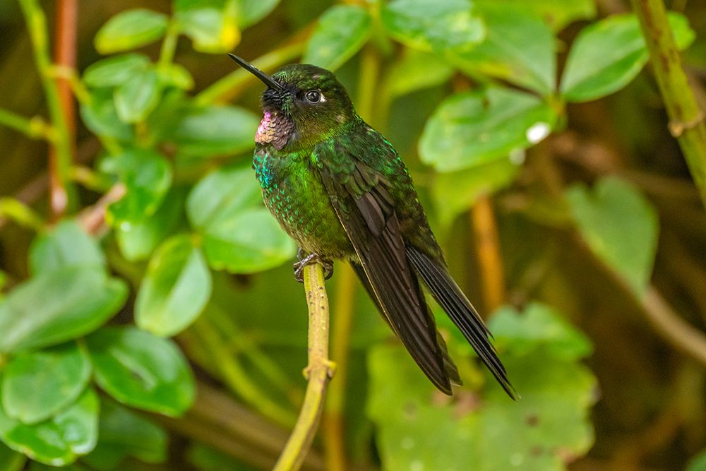Ecuador-Guango. Tourmaline sunangel hummingbird close-up. art print by Jaynes Gallery for $57.95 CAD