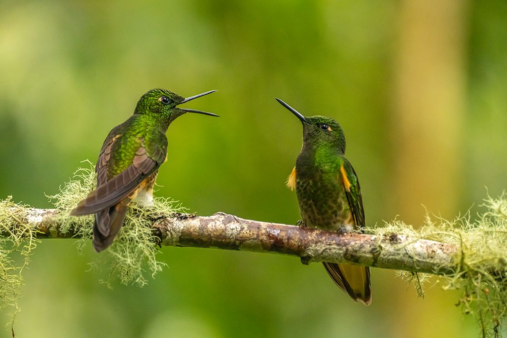 Ecuador-Guango. Buff-tailed coronet hummingbirds close-up. art print by Jaynes Gallery for $57.95 CAD