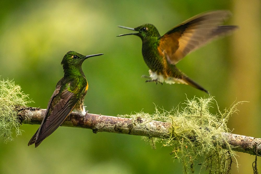 Ecuador-Guango. Buff-tailed coronet hummingbirds fighting. art print by Jaynes Gallery for $57.95 CAD