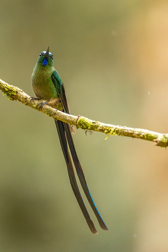 Ecuador-Guango. Long-tailed sylph hummingbird close-up. art print by Jaynes Gallery for $57.95 CAD
