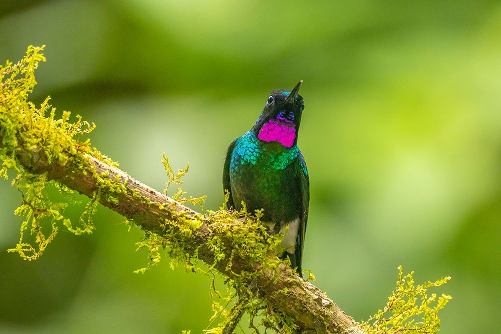 Ecuador-Guango. Tourmaline sunangel hummingbird close-up. art print by Jaynes Gallery for $57.95 CAD