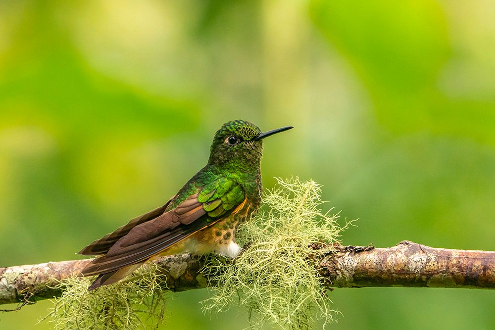 Ecuador-Guango. Buff-tailed coronet hummingbird close-up. art print by Jaynes Gallery for $57.95 CAD