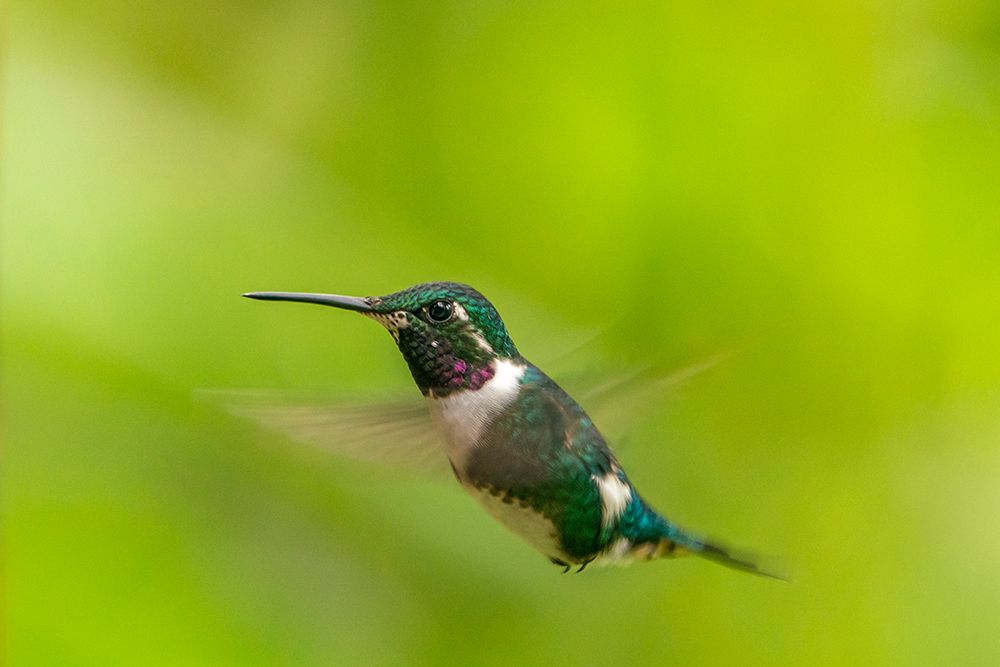 Ecuador-Guango. White-bellied woodstar hummingbird in flight. art print by Jaynes Gallery for $57.95 CAD