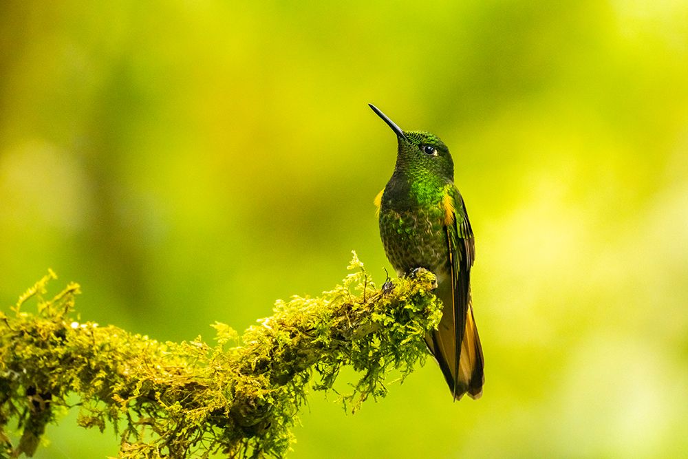 Ecuador-Guango. Buff-tailed coronet hummingbird close-up. art print by Jaynes Gallery for $57.95 CAD