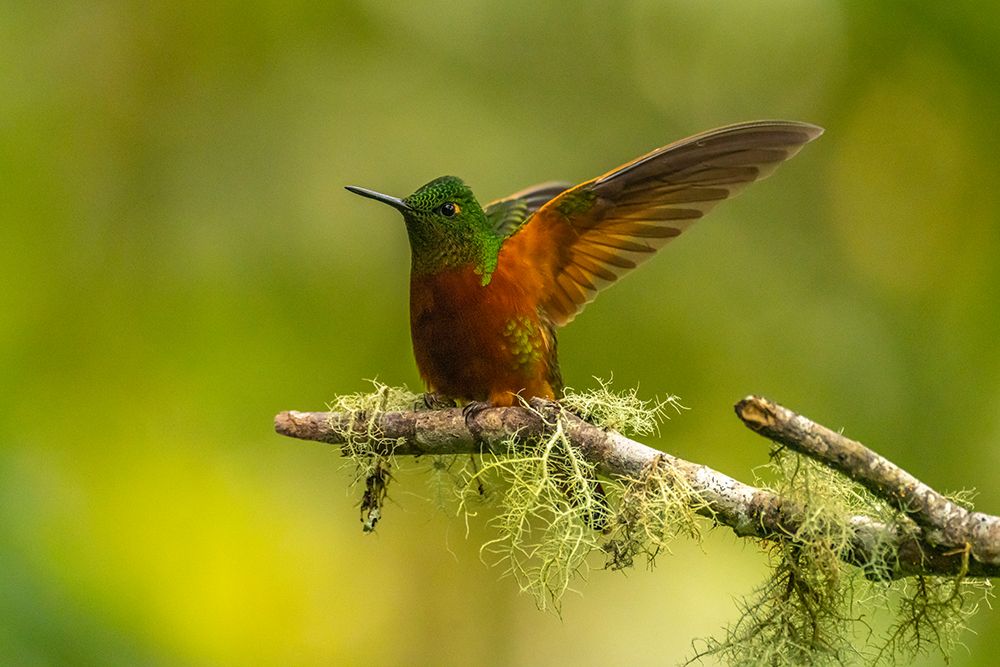 Ecuador-Guango. Chestnut-breasted coronet hummingbird close-up. art print by Jaynes Gallery for $57.95 CAD