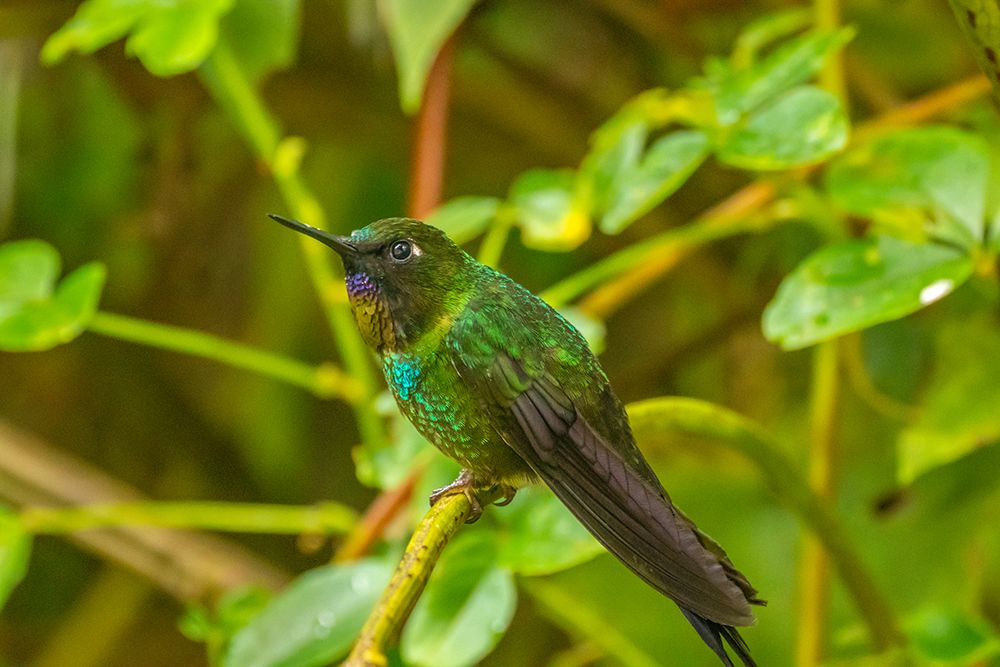 Ecuador-Guango. Tourmaline sunangel hummingbird close-up. art print by Jaynes Gallery for $57.95 CAD