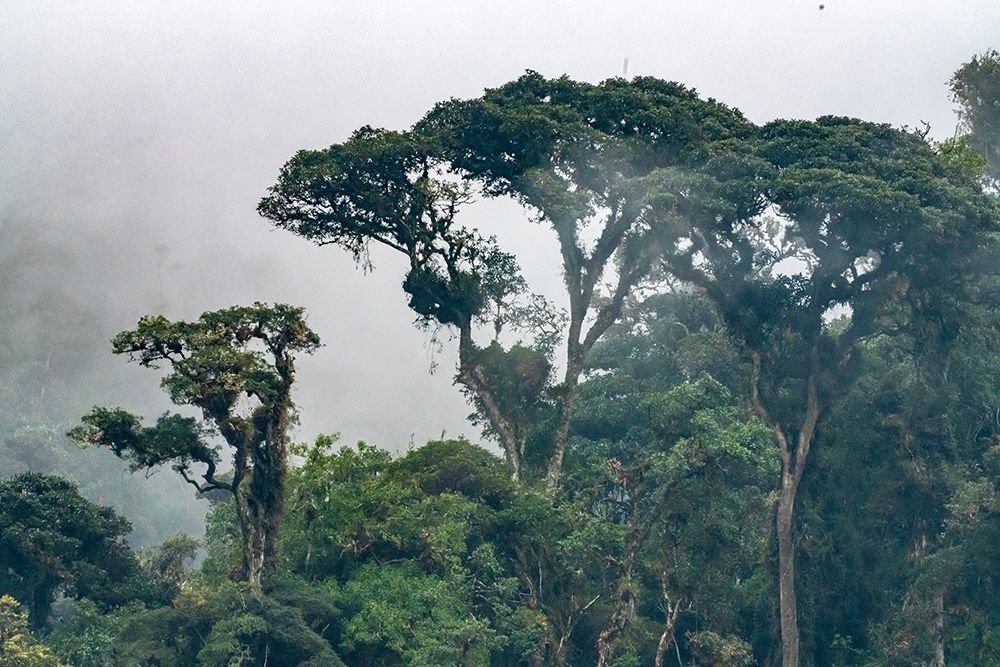 Ecuador-Guango. Clouds in jungle landscape. art print by Jaynes Gallery for $57.95 CAD