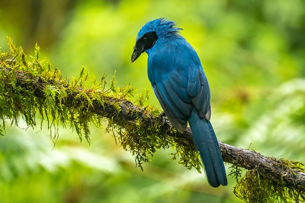 Ecuador-Guango. Turquoise jay on limb. art print by Jaynes Gallery for $57.95 CAD