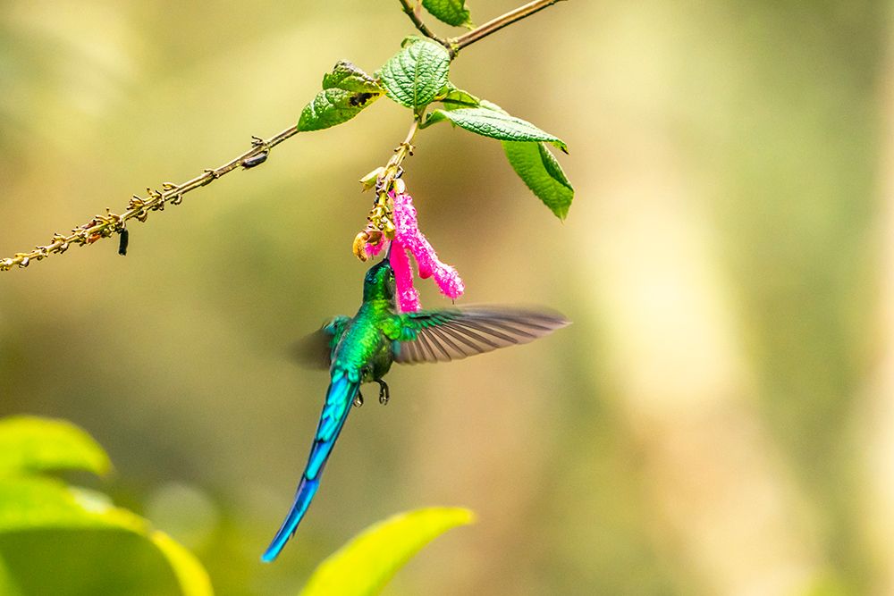 Ecuador-Guango. Long-tailed sylph hummingbird feeding on flower nectar. art print by Jaynes Gallery for $57.95 CAD
