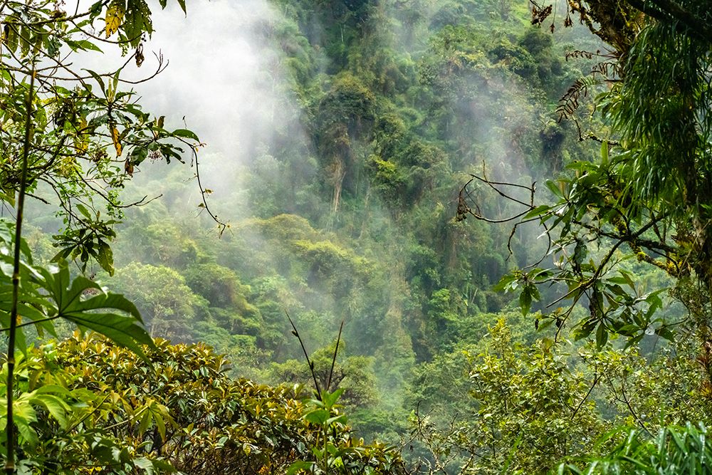 Ecuador-Guango. Cloud in jungle landscape. art print by Jaynes Gallery for $57.95 CAD