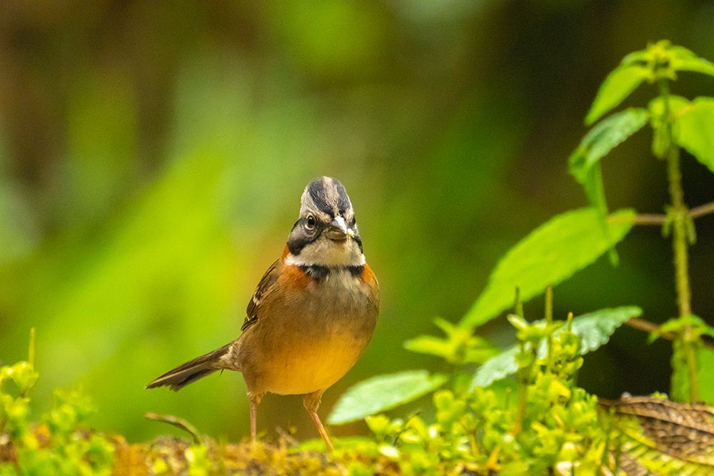 Ecuador-Guango. Rufous-collared sparrow close-up. art print by Jaynes Gallery for $57.95 CAD