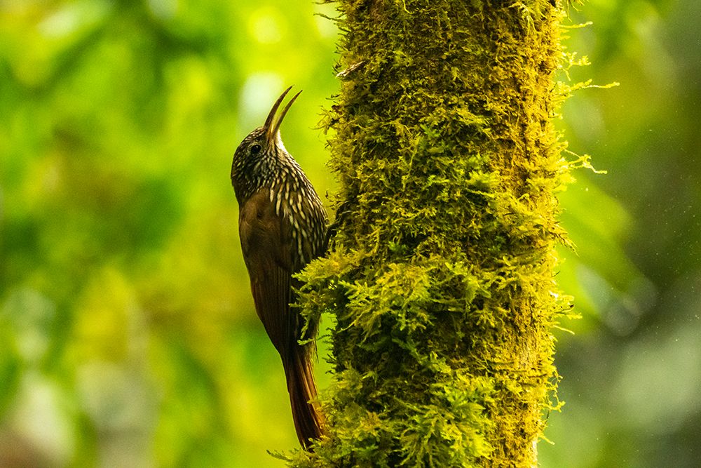 Ecuador-Guango. Streaked-headed woodcreeper bird on tree trunk. art print by Jaynes Gallery for $57.95 CAD