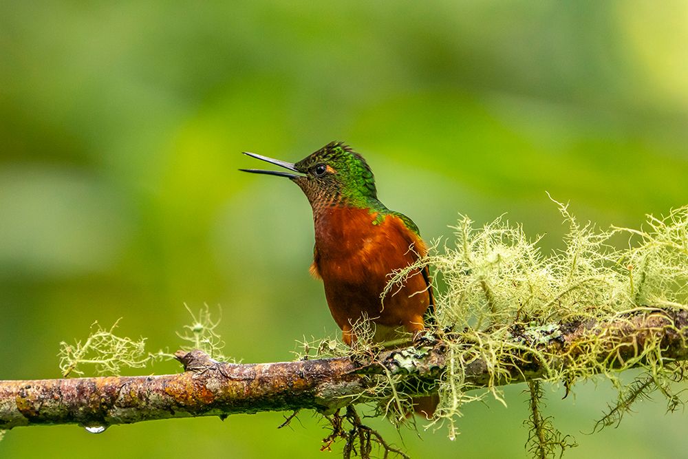 Ecuador-Guango. Chestnut-breasted coronet hummingbird close-up. art print by Jaynes Gallery for $57.95 CAD
