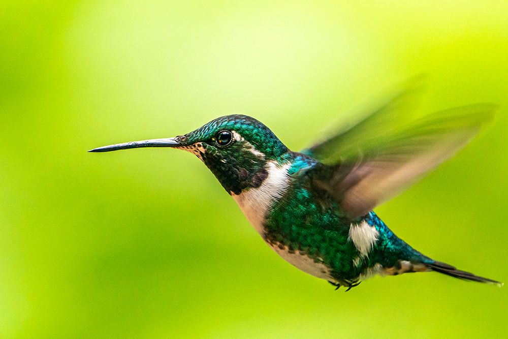 Ecuador-Guango. White-bellied woodstar hummingbird in flight. art print by Jaynes Gallery for $57.95 CAD