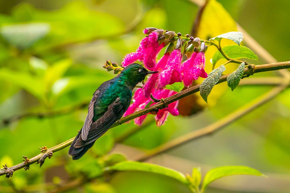 Ecuador-Guango. Tourmaline sunangel hummingbird feeding on flowers. art print by Jaynes Gallery for $57.95 CAD
