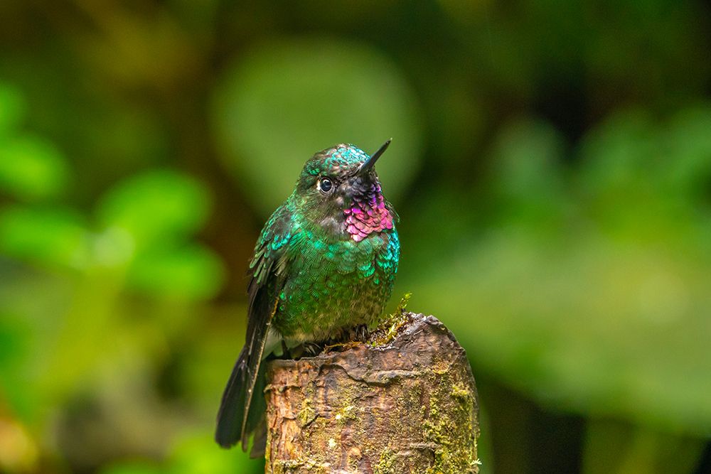 Ecuador-Guango. Tourmaline sunangel hummingbird close-up. art print by Jaynes Gallery for $57.95 CAD