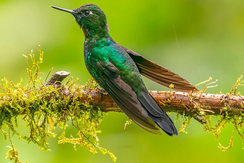 Ecuador-Guango. Tourmaline sunangel hummingbird close-up. art print by Jaynes Gallery for $57.95 CAD