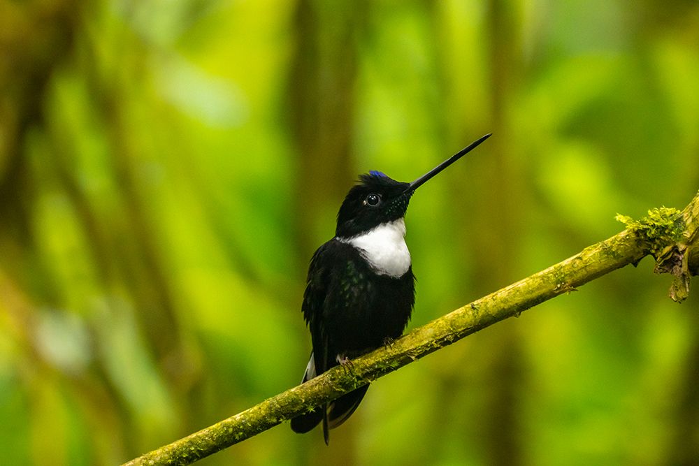 Ecuador-Guango. Collared Inca hummingbird close-up. art print by Jaynes Gallery for $57.95 CAD