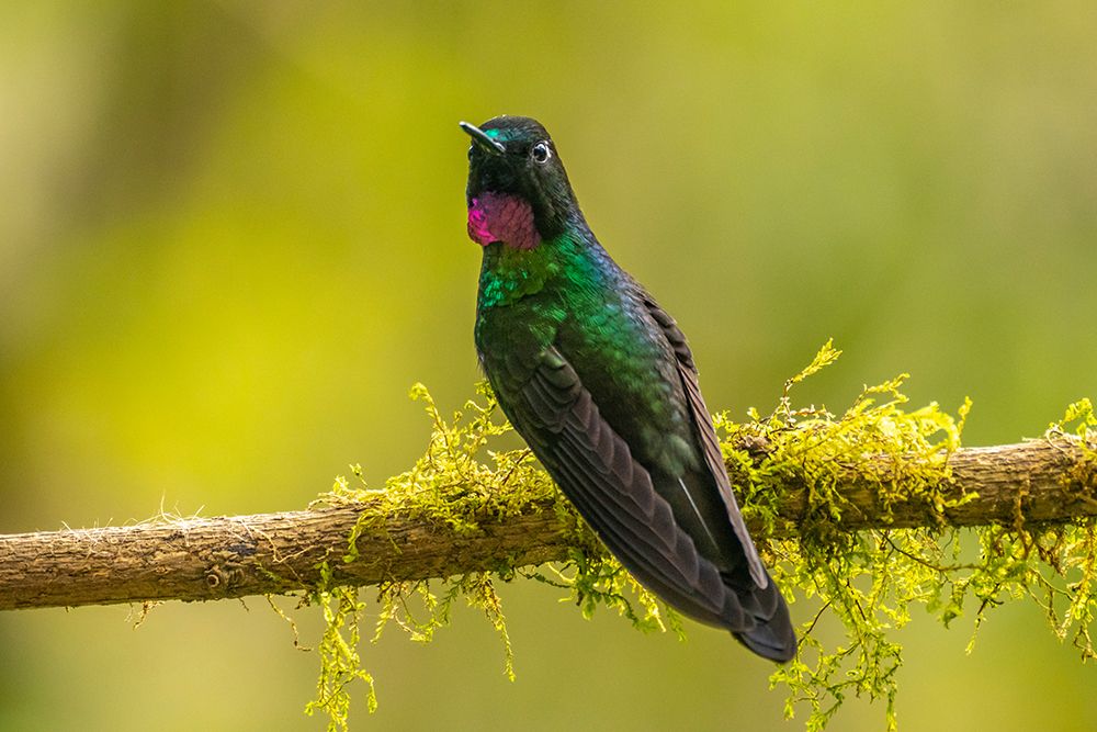 Ecuador-Guango. Tourmaline sunangel hummingbird close-up. art print by Jaynes Gallery for $57.95 CAD