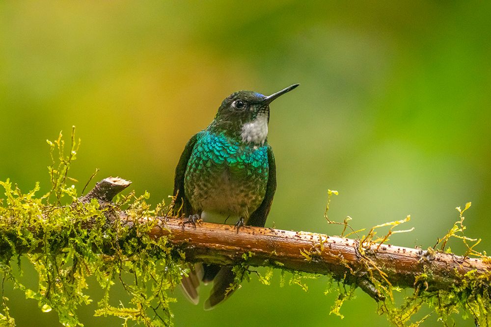 Ecuador-Guango. Tourmaline sunangel hummingbird close-up. art print by Jaynes Gallery for $57.95 CAD