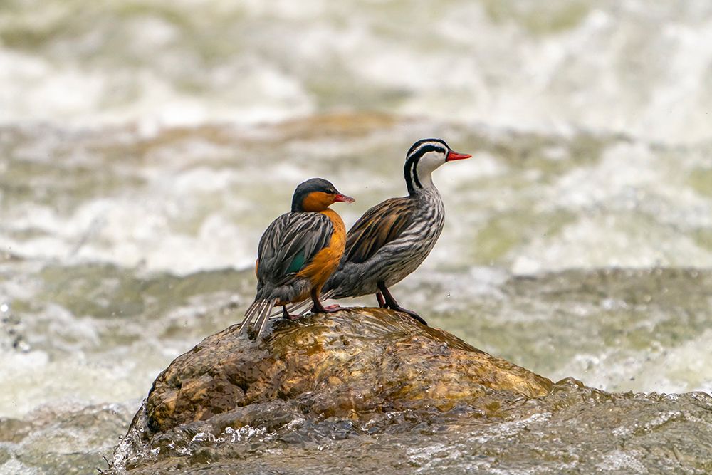 Ecuador-Guango. Two torrent ducks on rock in rushing water. art print by Jaynes Gallery for $57.95 CAD